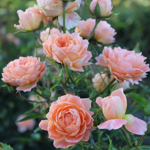 Törpe - mini rózsa - Rózsa - Sweet Dream® - Online rózsa vásárlás